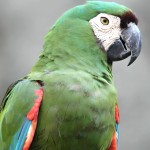 栗额金刚鹦鹉-缩略图-6