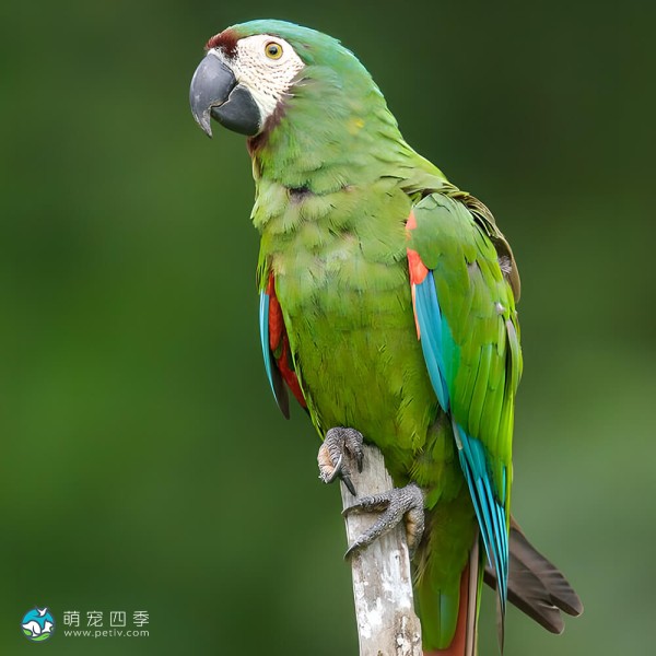 栗额金刚鹦鹉-7