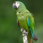 栗额金刚鹦鹉-缩略图-7