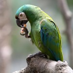 栗额金刚鹦鹉-缩略图-8