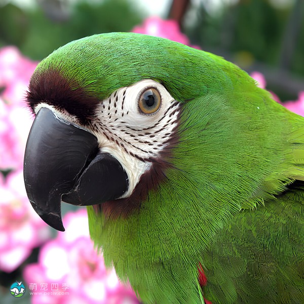 栗额金刚鹦鹉-9