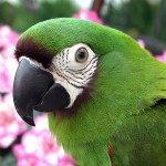 栗额金刚鹦鹉-缩略图-9