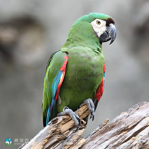栗额金刚鹦鹉-10