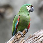 栗额金刚鹦鹉-缩略图-10