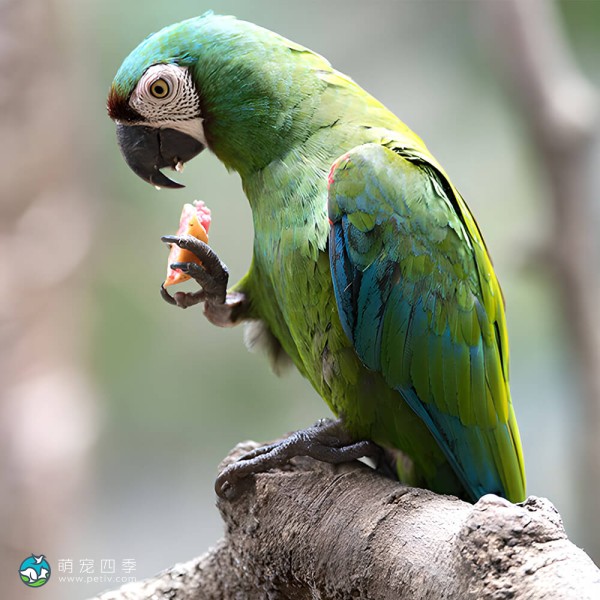 栗额金刚鹦鹉-11