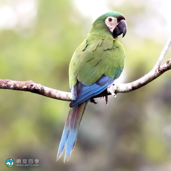 栗额金刚鹦鹉-12