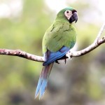 栗额金刚鹦鹉-缩略图-12