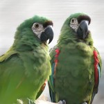 栗额金刚鹦鹉-缩略图-13