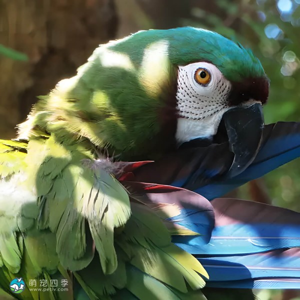 栗额金刚鹦鹉-14