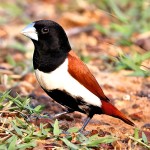 栗腹文鸟-缩略图-2