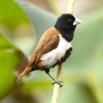 栗腹文鸟-缩略图-3