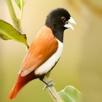 栗腹文鸟-缩略图-4