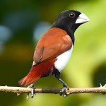 栗腹文鸟-缩略图-5