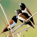 栗腹文鸟-缩略图-7