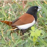 栗腹文鸟-缩略图-8