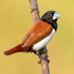 栗腹文鸟-缩略图-9