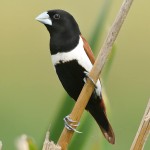 栗腹文鸟-缩略图-11