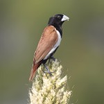 栗腹文鸟-缩略图-12