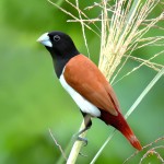 栗腹文鸟-缩略图-13