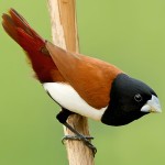 栗腹文鸟-缩略图-14