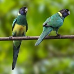 林肯港鹦鹉-缩略图-2