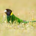 林肯港鹦鹉-缩略图-3