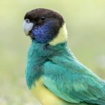 林肯港鹦鹉-缩略图-4