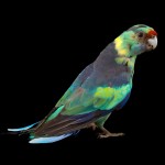 林肯港鹦鹉-缩略图-5