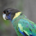 林肯港鹦鹉-缩略图-6