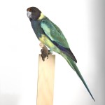 林肯港鹦鹉-缩略图-7