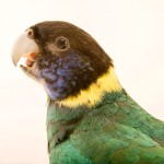 林肯港鹦鹉-缩略图-8