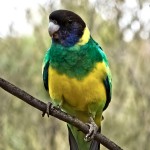 林肯港鹦鹉-缩略图-10