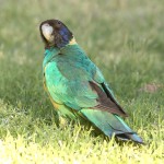 林肯港鹦鹉-缩略图-11