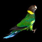 林肯港鹦鹉-缩略图-12