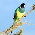 林肯港鹦鹉-缩略图-13