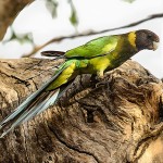 林肯港鹦鹉-缩略图-14