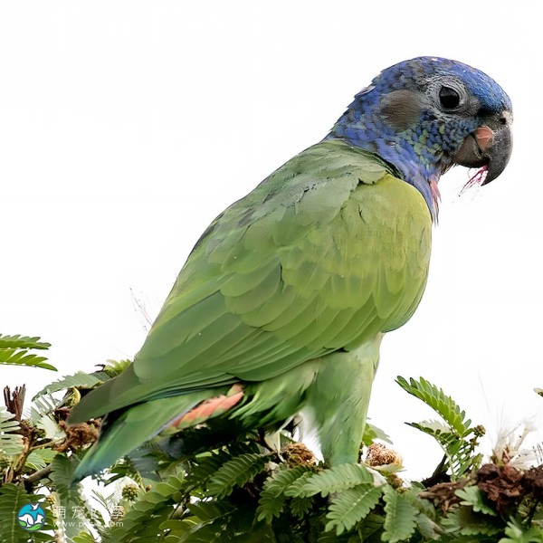 鳞头鹦鹉-1