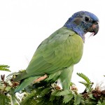 鳞头鹦鹉-缩略图-1