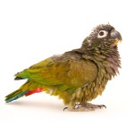 鳞头鹦鹉-缩略图-2