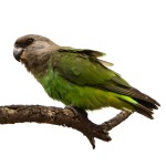 鳞头鹦鹉-缩略图-3