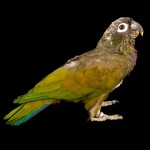 鳞头鹦鹉-缩略图-4