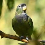 鳞头鹦鹉-缩略图-5