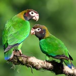 鳞头鹦鹉-缩略图-6