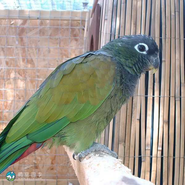 鳞头鹦鹉-7