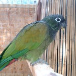 鳞头鹦鹉-缩略图-7