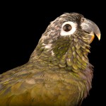 鳞头鹦鹉-缩略图-8