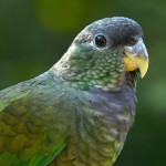 鳞头鹦鹉-缩略图-9