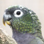 鳞头鹦鹉-缩略图-10