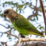 鳞头鹦鹉-缩略图-11