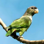 鳞头鹦鹉-缩略图-12